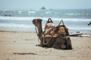 8 Days Tour from Casablanca to Agadir