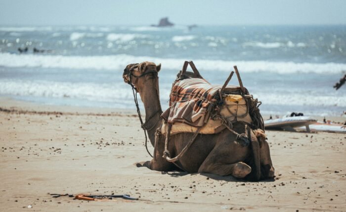 8 Days Tour from Casablanca to Agadir