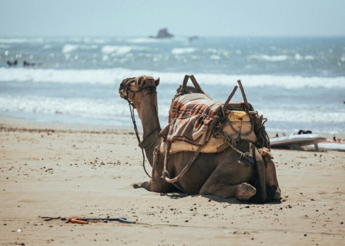 8 Days Tour from Casablanca to Agadir